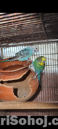 বাজিগর পাখি